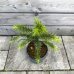 Araucaria araucana (Araukária andská) - kont. C3L, výška: 25-35 cm (-18°C)